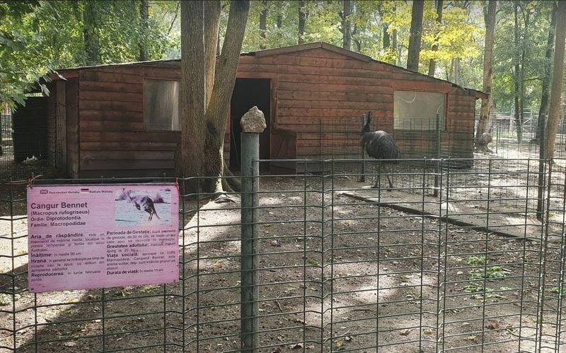 Șase canguri de la Grădina Zoologică din Timișoara, omorâți de câinii maidanezi!