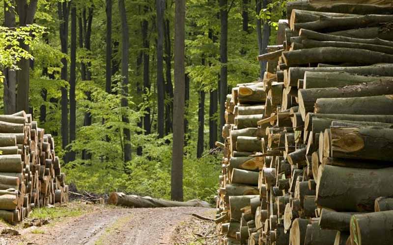Statul român, în pericol să piardă peste 160.000 de hectare de pădure.