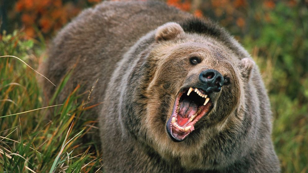 Ordonanţa care permite împuşcarea urşilor agresivi intră azi în vigoare