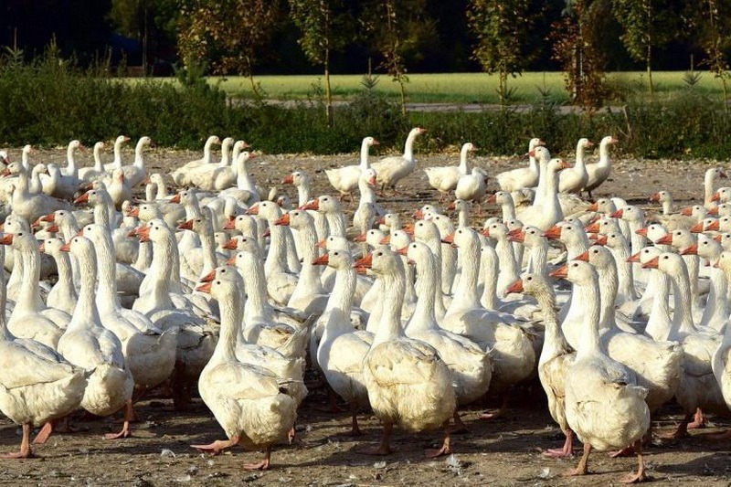 Alertă cu gripă aviară la 10 kilometri de granița României cu Ungaria
